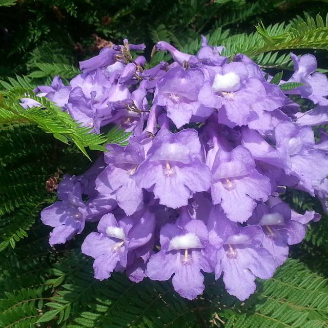 Jacaranda mimosifolia 'Bonsaï Blue' (Flamboyant bleu nain) (Globe Planter)
